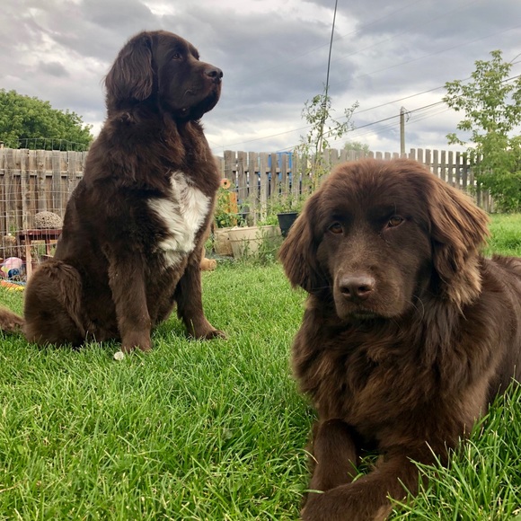 Meet your Posher, Debbie - Picture 2 of 4